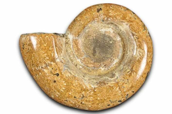 Jurassic Ammonite (Hemilytoceras) Fossil - Madagascar #349144